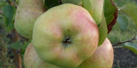 Potpuni opis sorte jabuke bogatyr